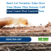 dont-let-termites-take-over-your-home