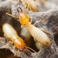 Termite-blog