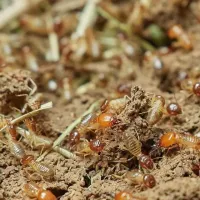 termites-in-florida