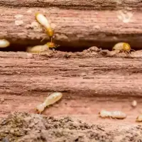 termites_in_wood
