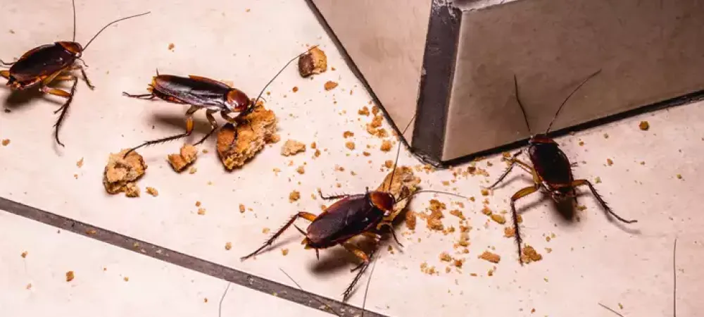 cockroaches_-_eating