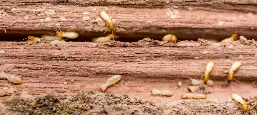 termites_in_wood